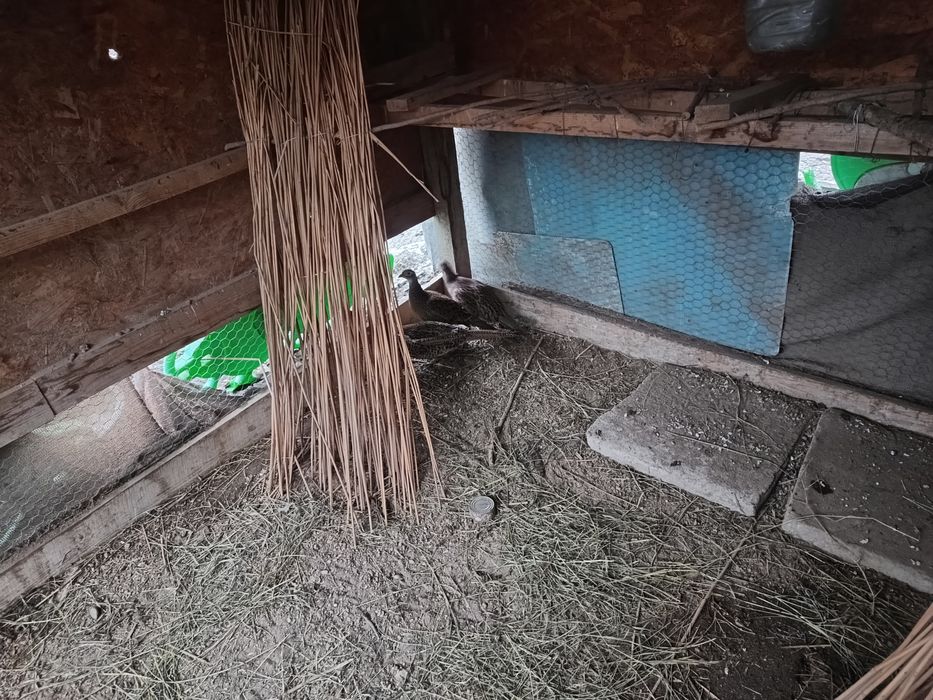 Vând familie de fazani comuni