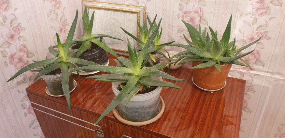Комнатный цветы алоэ