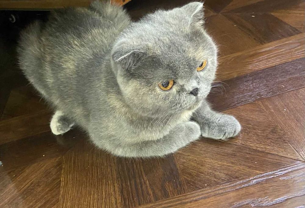 Милые котята — мама шотландка, папа британец