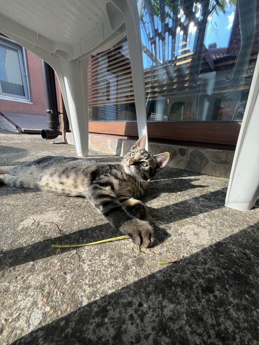 Подарявам котенце