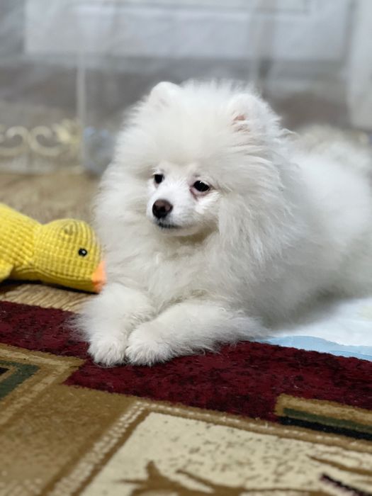 Щенок шпица клубный