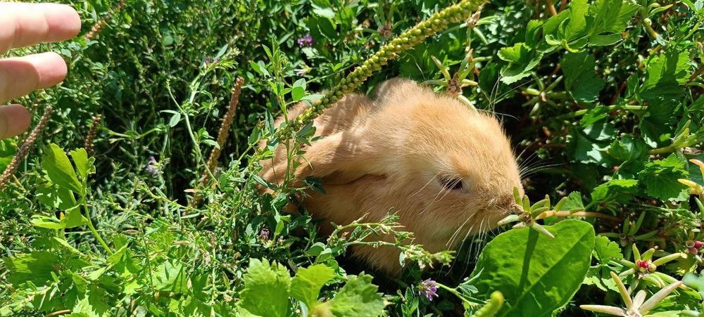 Карликовый баран (декоративные кролики)