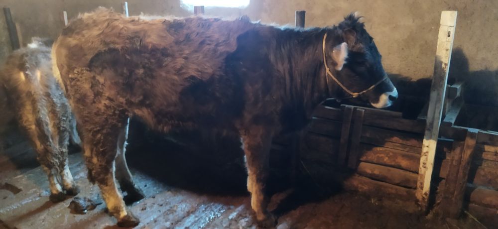 Дөнежін семіз сиыр сатылады