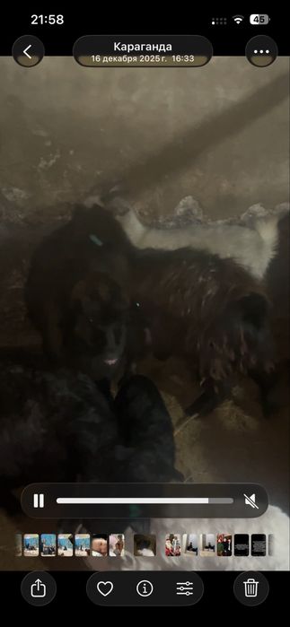 Ешкилер сатам лактар