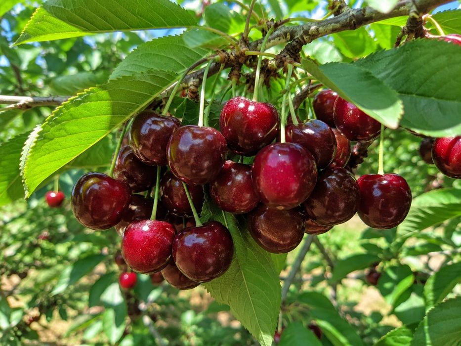 Vișine bio proaspete din grădină
