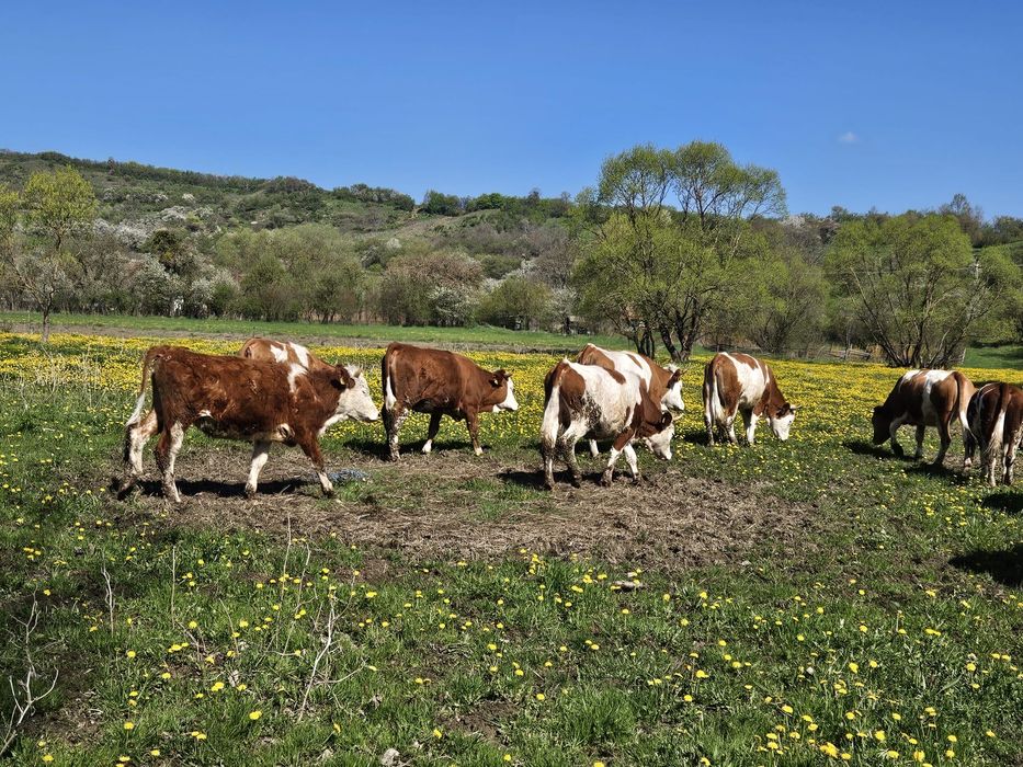 Juninci baltate romanesc 14 bucati