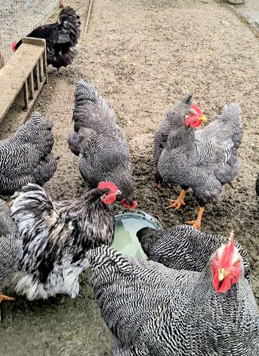 Familie de găini rasa Plymouth rock barat, vârstă 1 an.