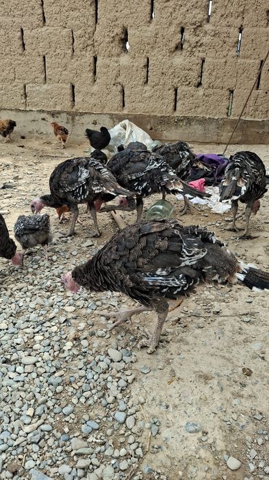 Бронз балапндарй