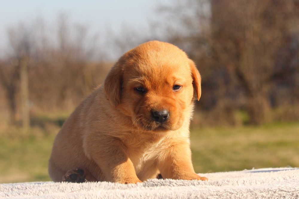 labrador pui foxred cu pedigree