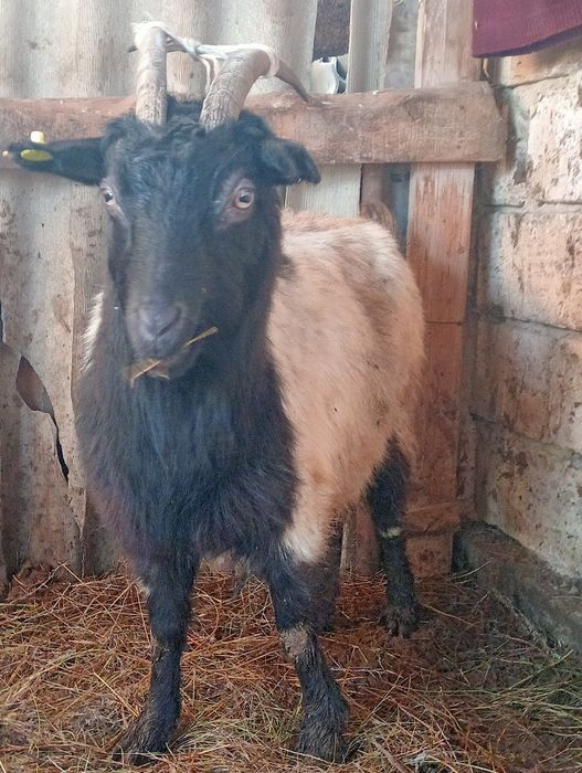 Ешкі буаз күйі жақсы