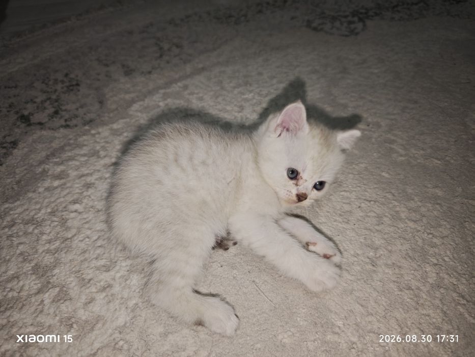 Котята скоттиш страйт и скоттиш фолдд