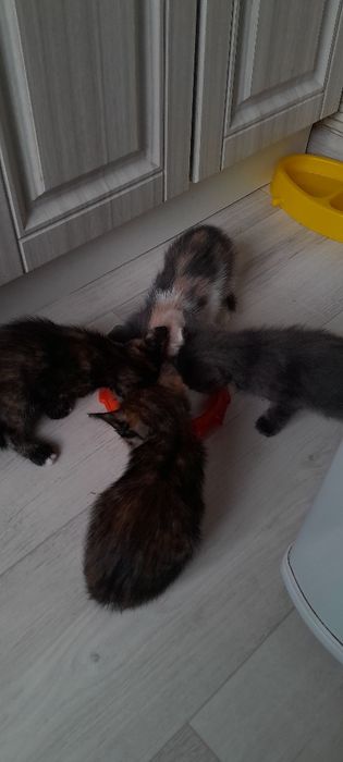 Котята бесплатно