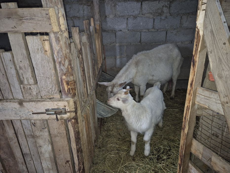 Ешкі сатылады. 180000 тг