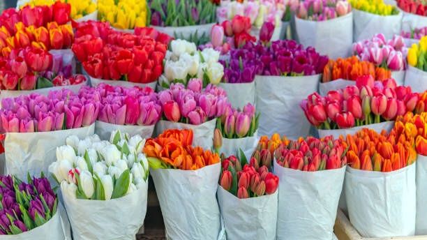 Тюльпаны к 8 марта ,оптом !!