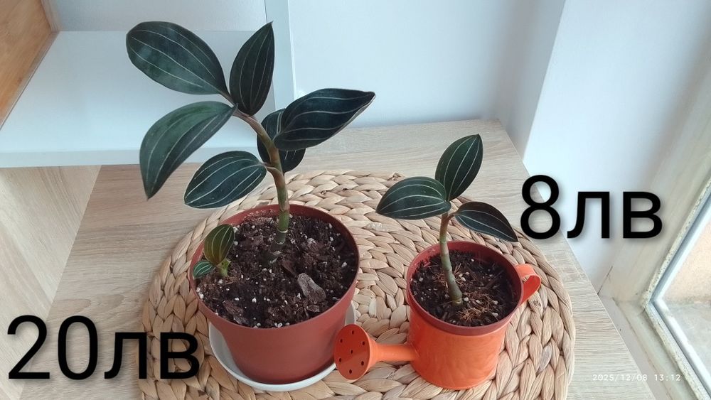 Замиокулкас/Ешеверия/Красула/Седум Сиеболди/Сансевиера/Лудизия/Амарили