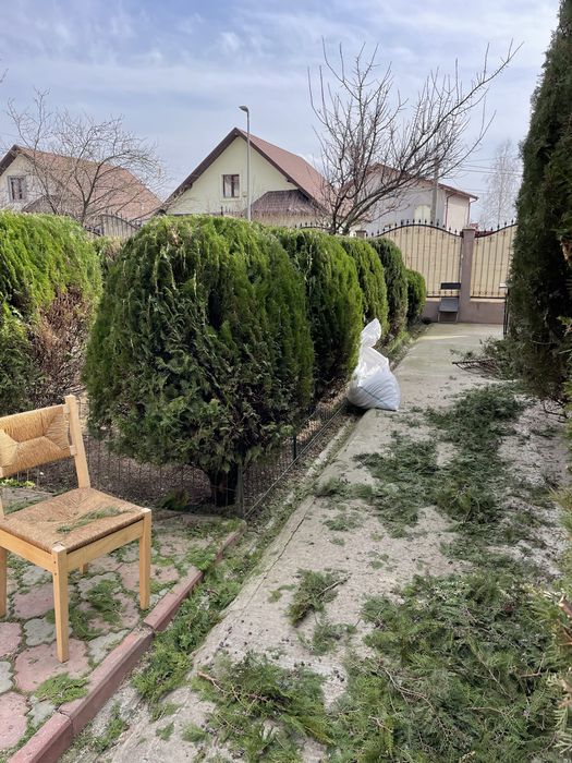 Scarificare Gazon si mentenanta Tuya Leylandi Conifere ETC !! !