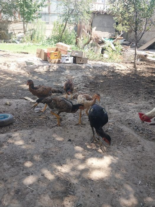 Срочно продам куры бойцовские