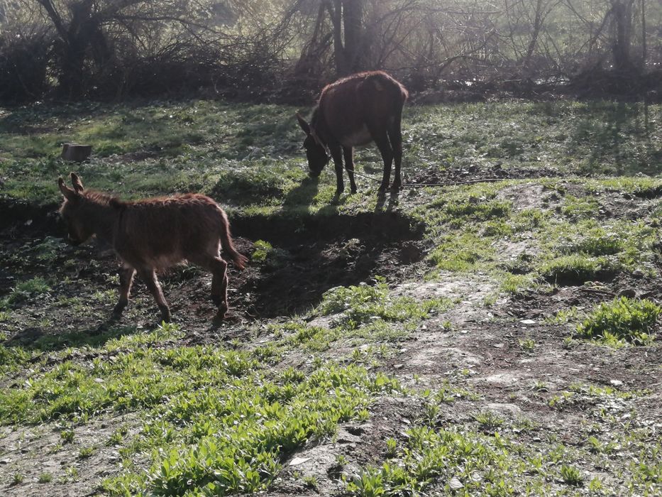 Ишак сатамын продам