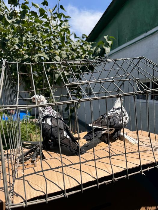 Тараз продам голуби