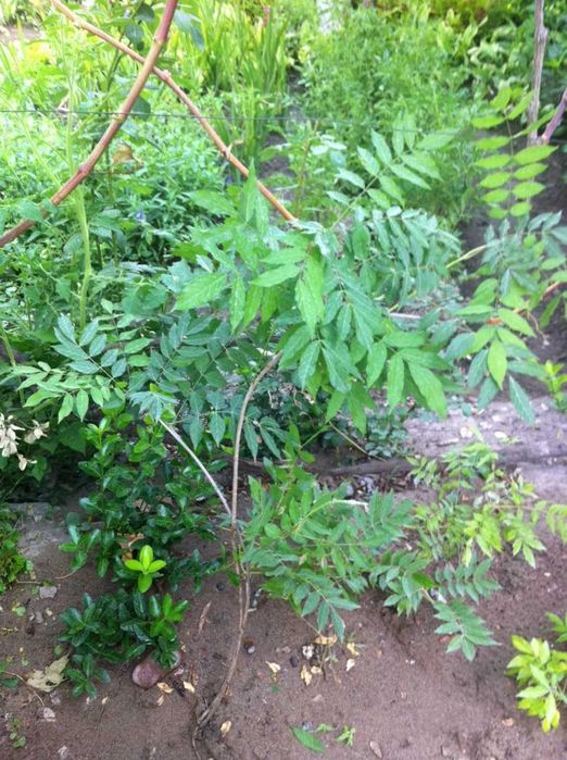 глициния- роскошная лиана с душистыми сиреневыми соцветиями