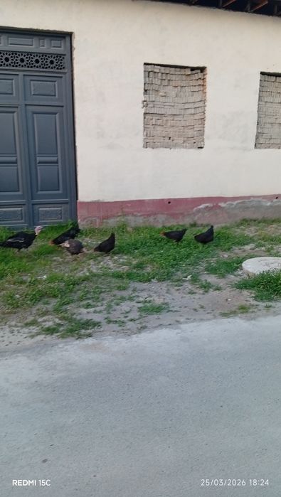 Qora tovuqlar mdmdnl