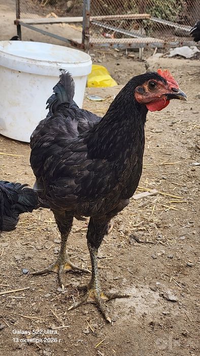 Gigand qora shahzoda