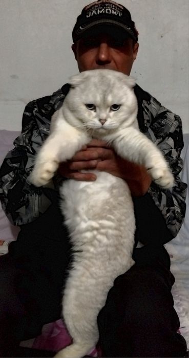 Продаются шотланские котята