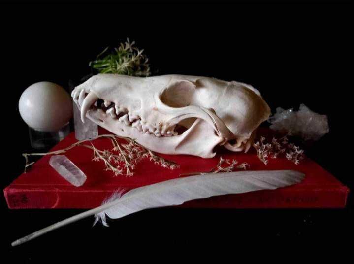 Trofeu,trofee,craniu,craniu de vulpe