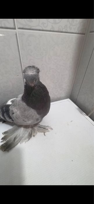 Продам голуби, кептер