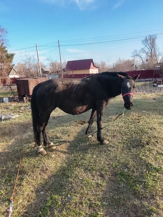 Продам лошади кобыл тай