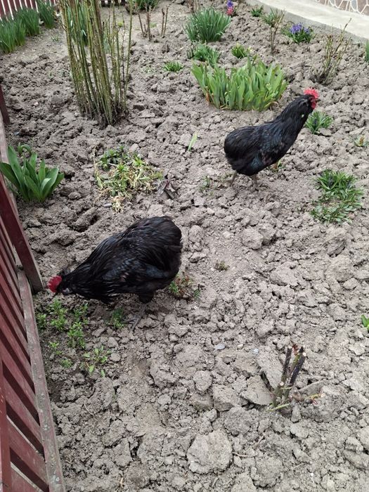 Vând cocoș Araucana