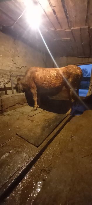 Продам дойную, стрельную корову.