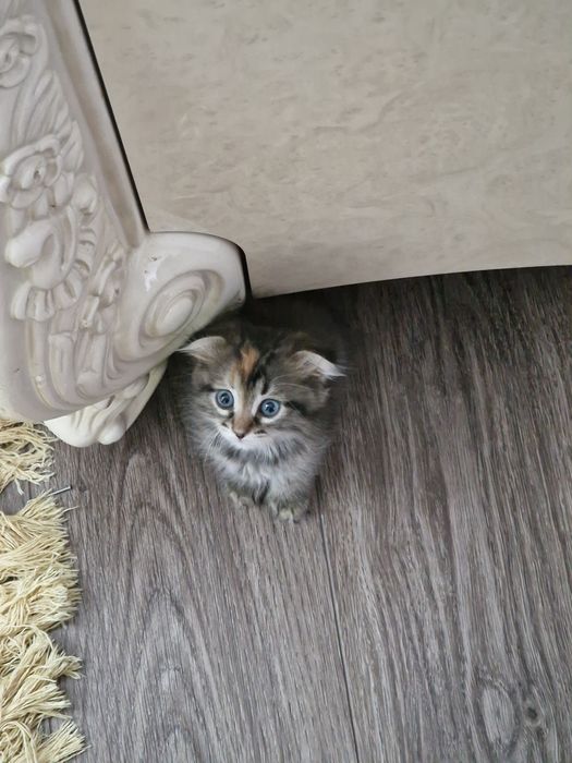 отдается в хорошую руку