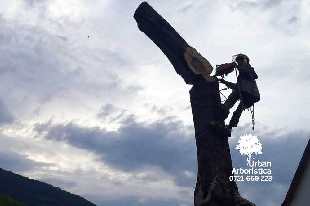 Toaletare Taiere Copaci Pomi - Servicii Firma Alpiniști Baia Mare