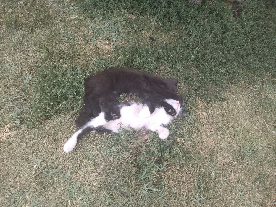 Подарявам малки котета