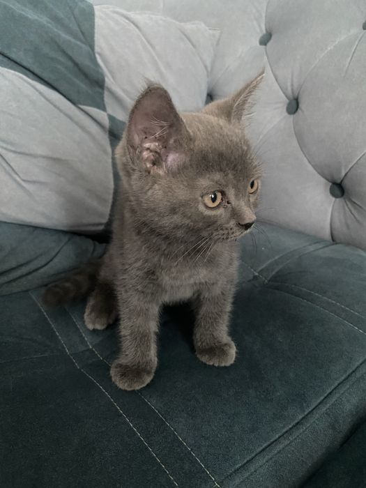 Ищем дом для котёнка