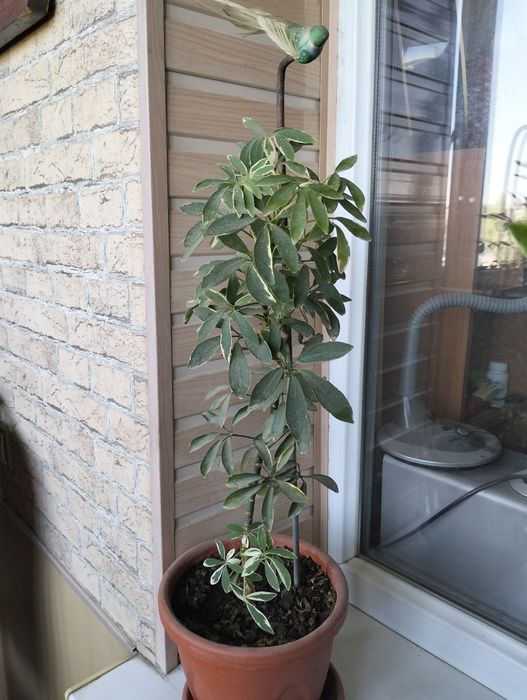 Комнатные цветы для дома и офиса