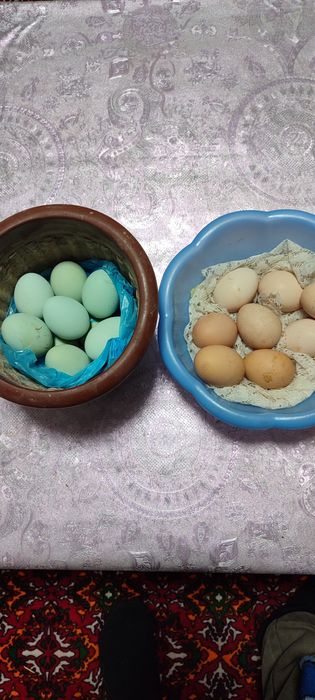 Зотдор тухумлар.