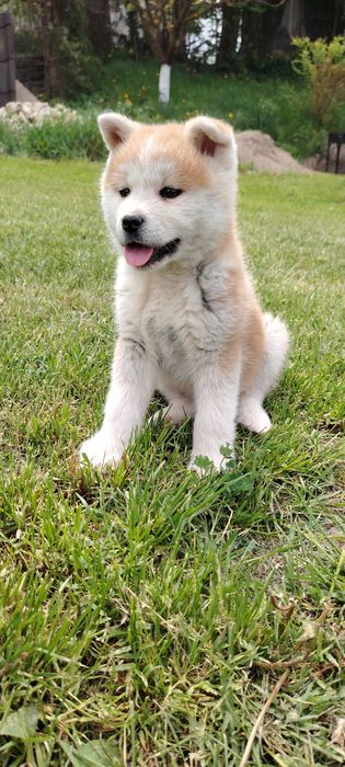 Femela Akita Inu