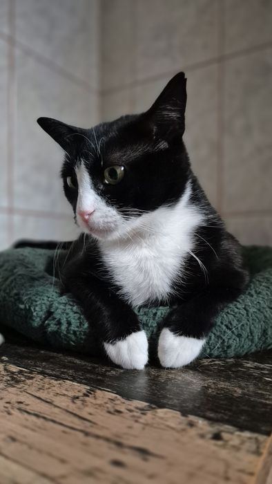 Feli pisica cea grasuta