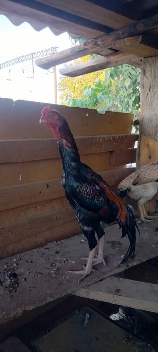 Продаётся дакан бойцовые петухи