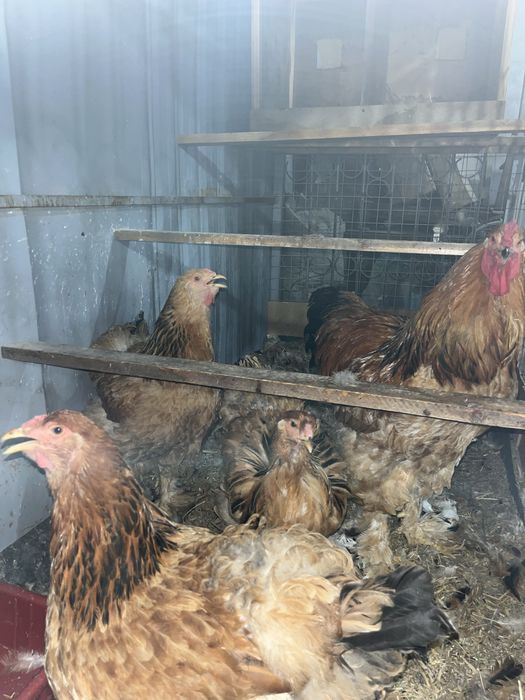 3ta tovuq 1ta xoʻroz (brama)