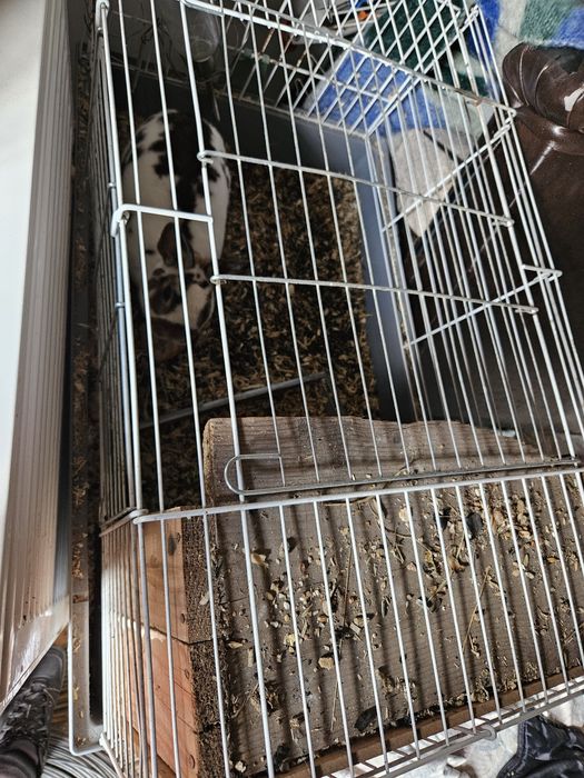 Iepure pitic de vanzare