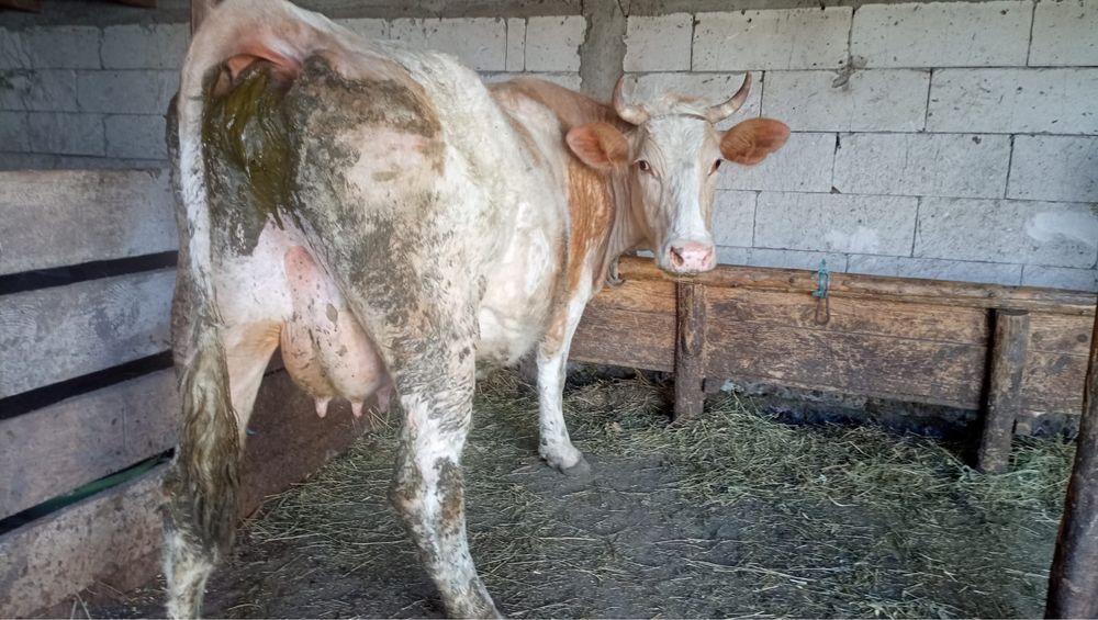 Vand vaca la al doilea vitel!