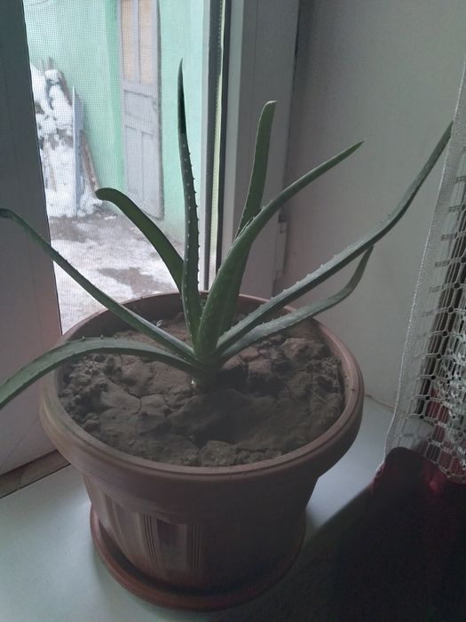 Продаю комнатные растения .