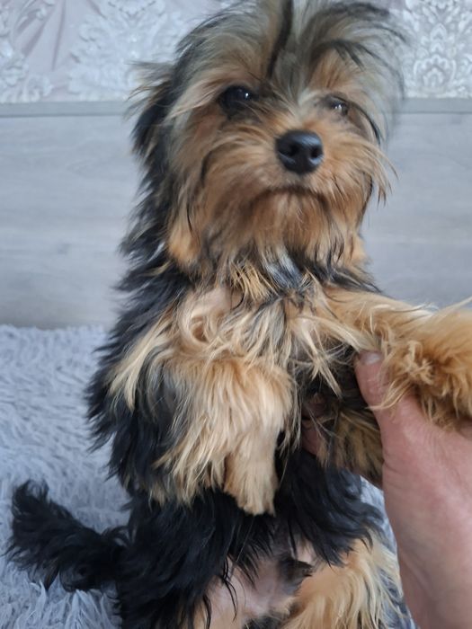 Продаю клубного щенка йорка