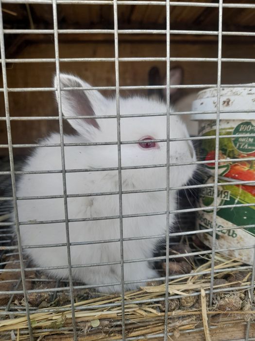 Красивые крольчата