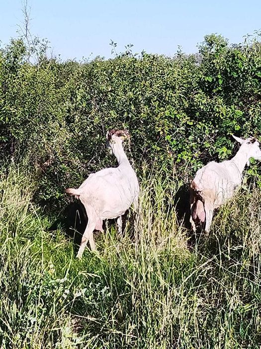Продаются дойные козы и козлята. На выбор.