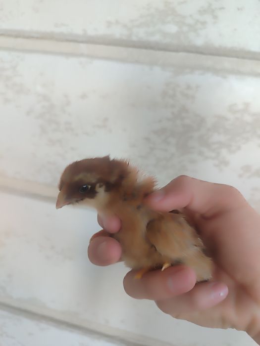 Балапандар сатылады 1к дан