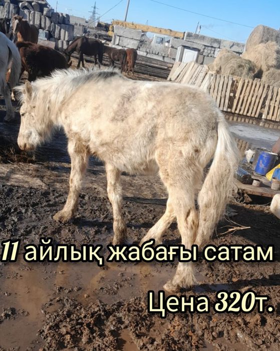 Сатамын! Продам жабагы